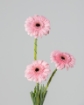 Picture of Fleurie vase 