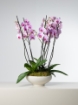 Picture of Melora Vase