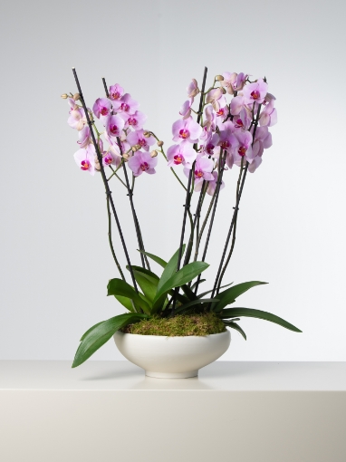 Picture of Melora Vase