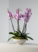 Picture of Melora Vase