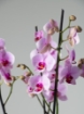 Picture of Melora Vase