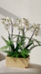 Picture of White orchid 