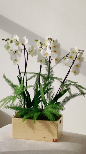 Picture of White orchid 