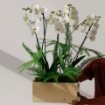 Picture of White orchid 