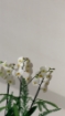 Picture of White orchid 