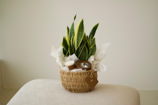 Picture of plants combo 