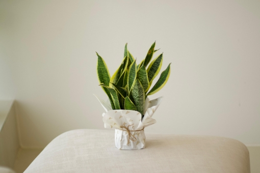Picture of Snake plant