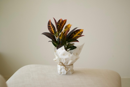 Picture of Croton plant 