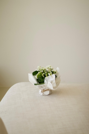 Picture of White plant