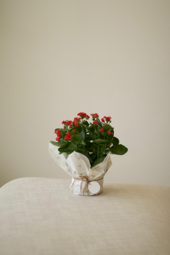 Picture of Red plant