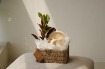Picture of Gifts cup with plant
