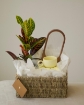 Picture of Plants gift 