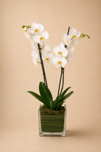 Picture of Orchid  